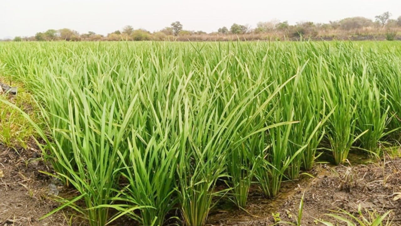 A Revolução Silenciosa do Arroz Chinês na África: Redesenhando a Segurança Alimentar e a Geopolítica Global