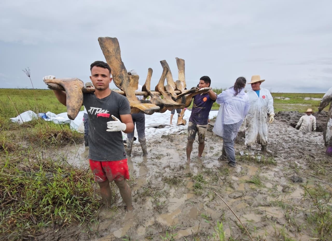 O Resgate da Baleia-Sei: Amapá Consolida Liderança na Ciência Oceânica da Amazônia
