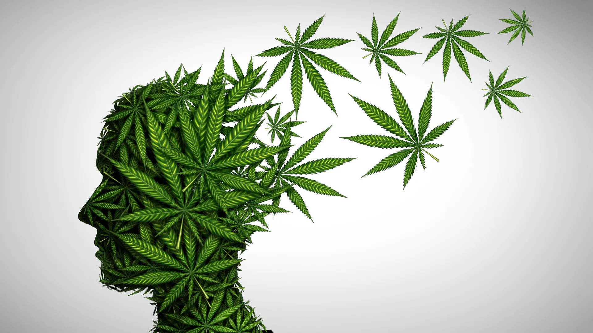 Cannabis e Idosos: Especialistas de Stanford Revelam Riscos Ocultos da Nova Potência