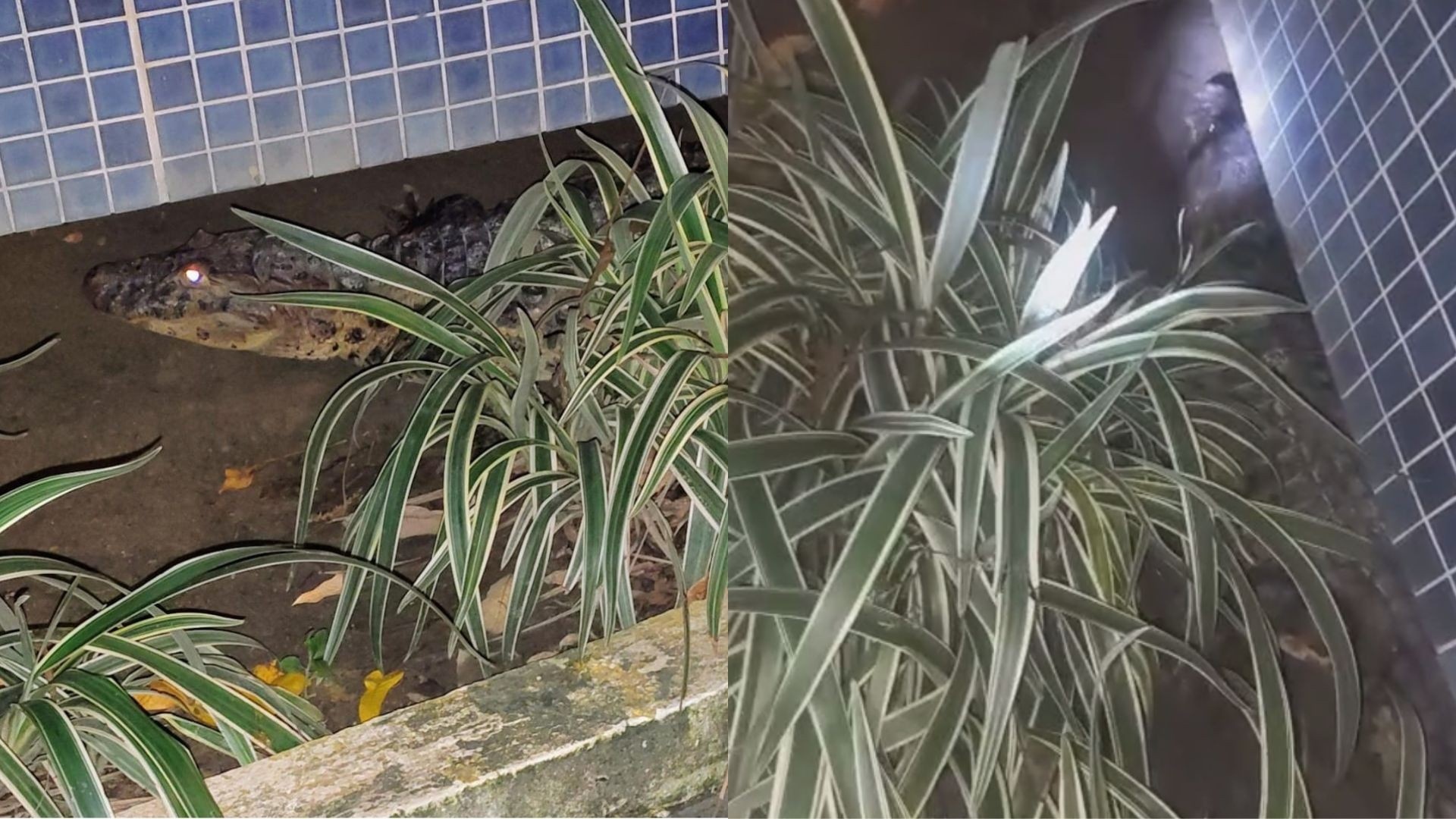 Incursão de Jacaré em Condomínio Recifense Sinaliza Desafios Críticos de Urbanização e Coexistência