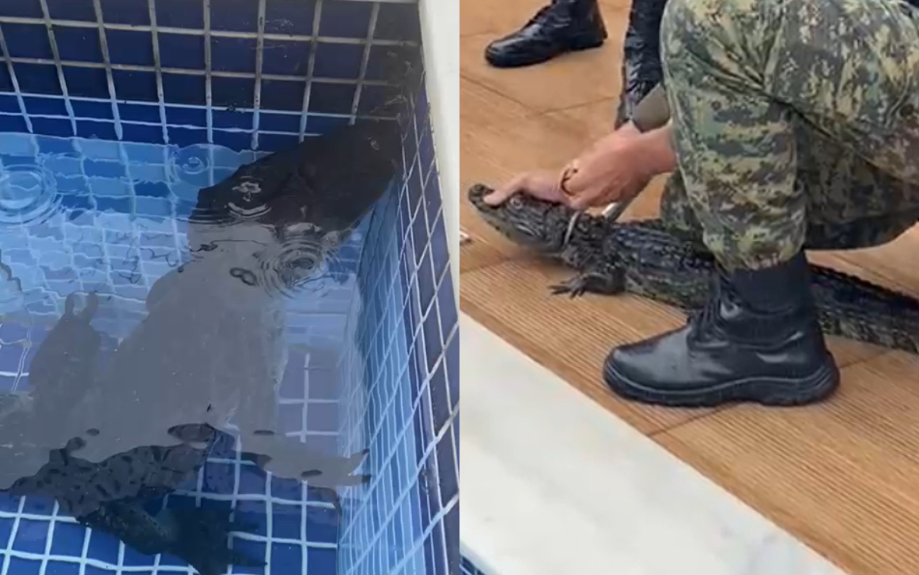 Jacaré em Piscina de Aldeia: Mais Que um Incidente, um Alerta Regional