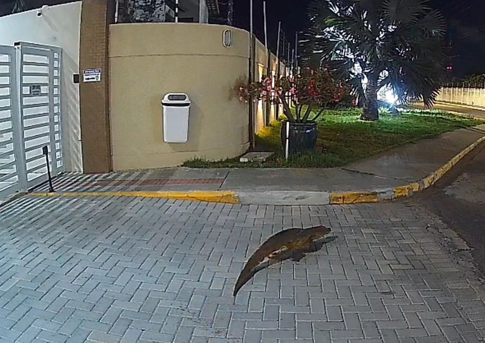 A Presença Recorrente de Jacarés em Aracaju: Um Alerta para a Coexistência Urbana e Meio Ambiente