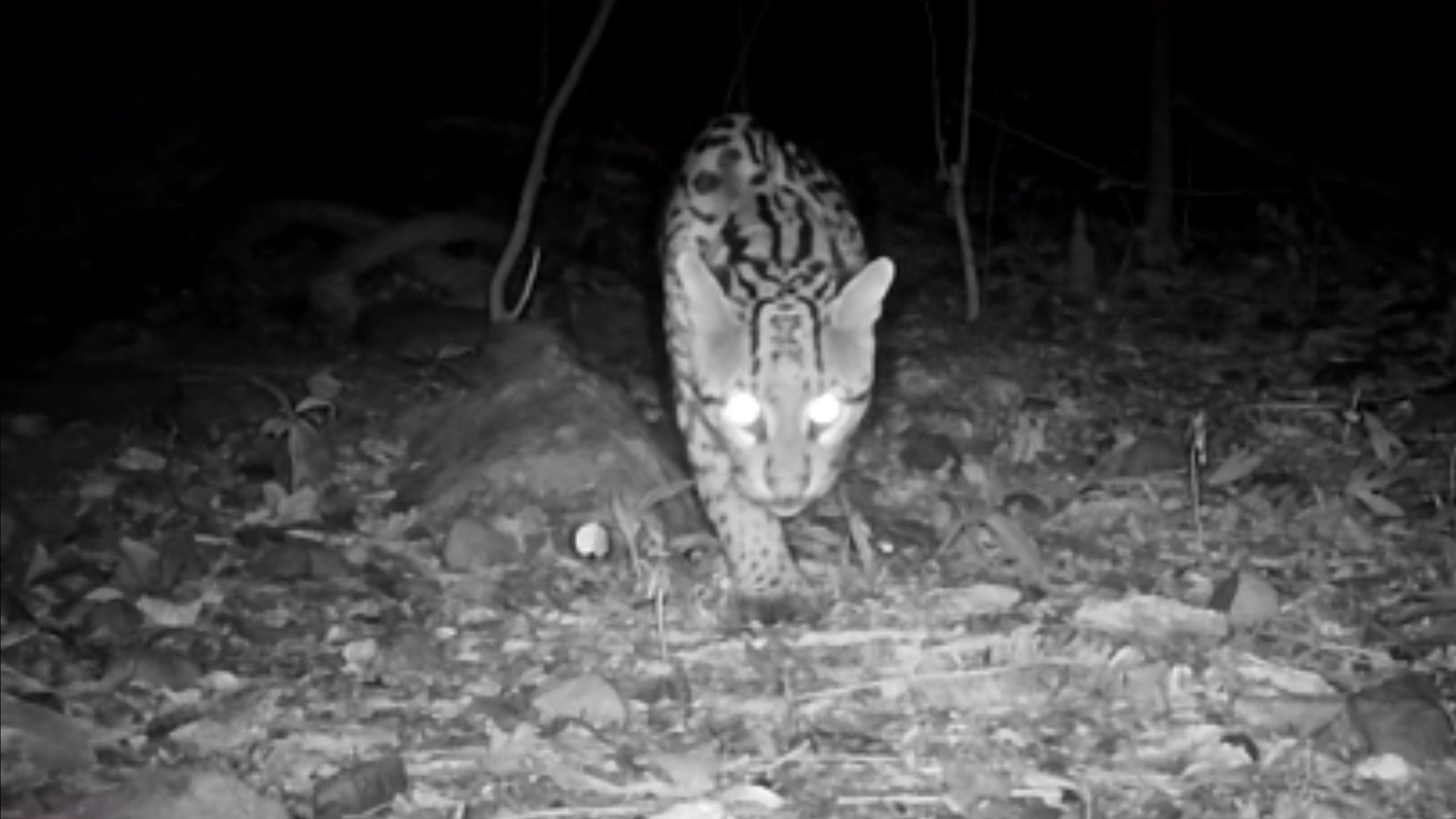 A Sutil Mensagem da Jaguatirica na Serra Gaúcha: Reafirmando a Vida Selvagem e Desafios para a Região