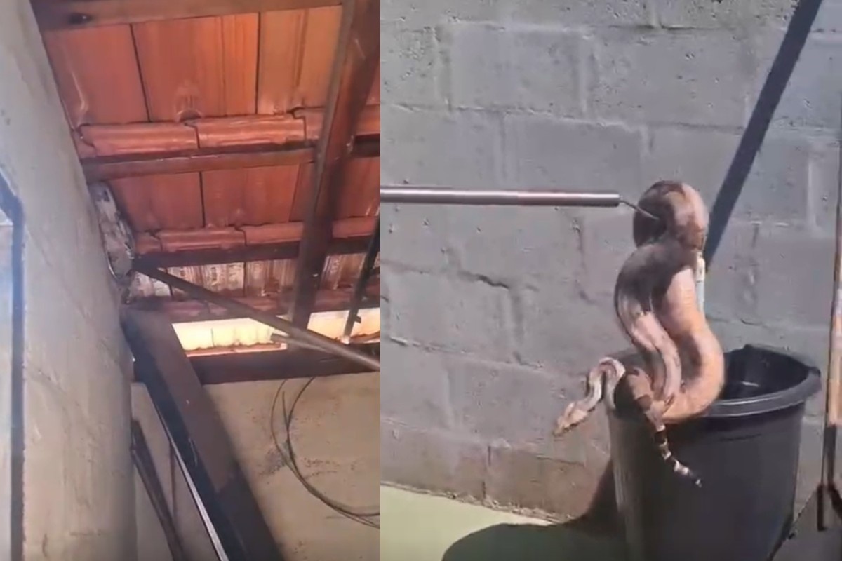 Jiboia em Residência: A Tensão Crescente Entre Expansão Urbana e Vida Silvestre em Campo Grande