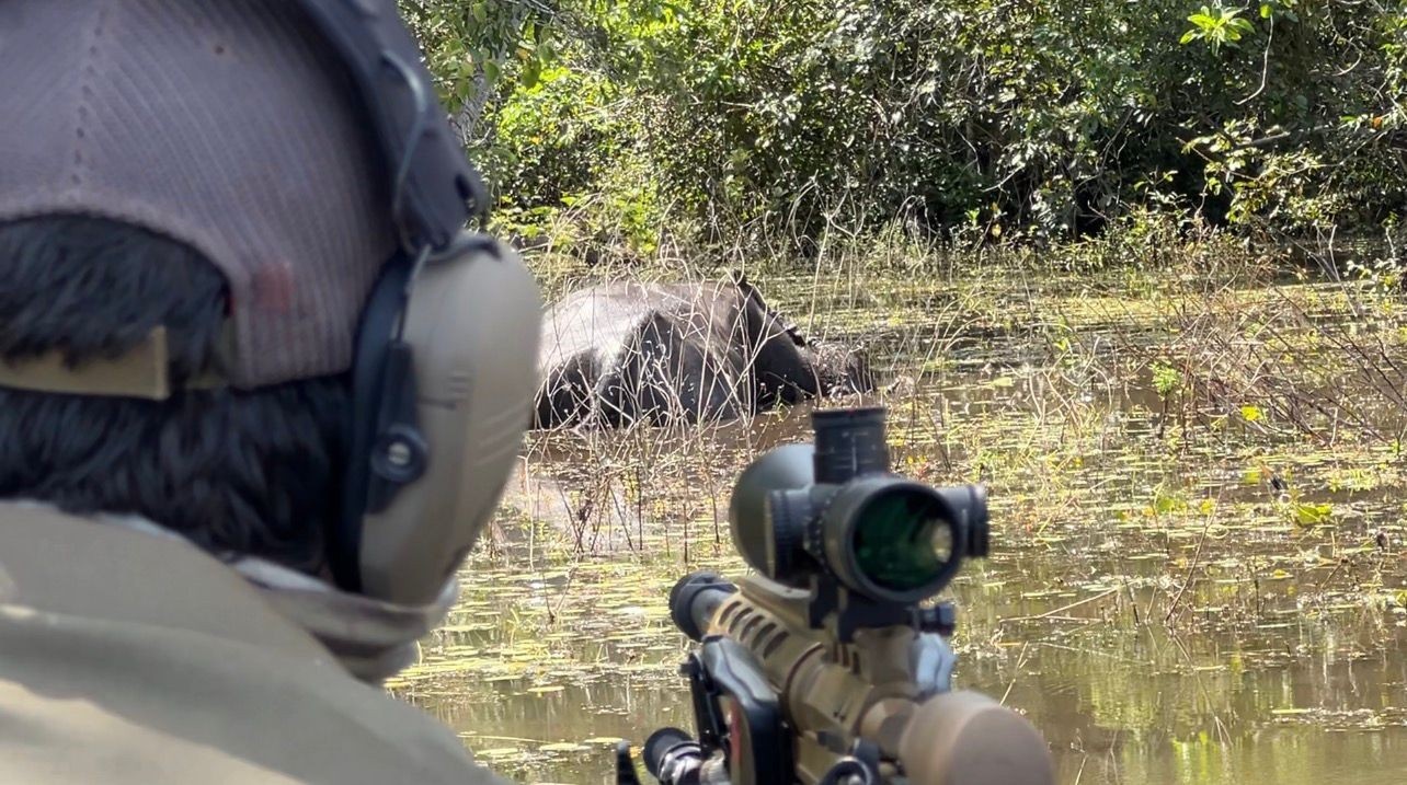 Justiça Federal em RO redefine o manejo ambiental: Retomada do abate de búfalos invasores e suas ramificações