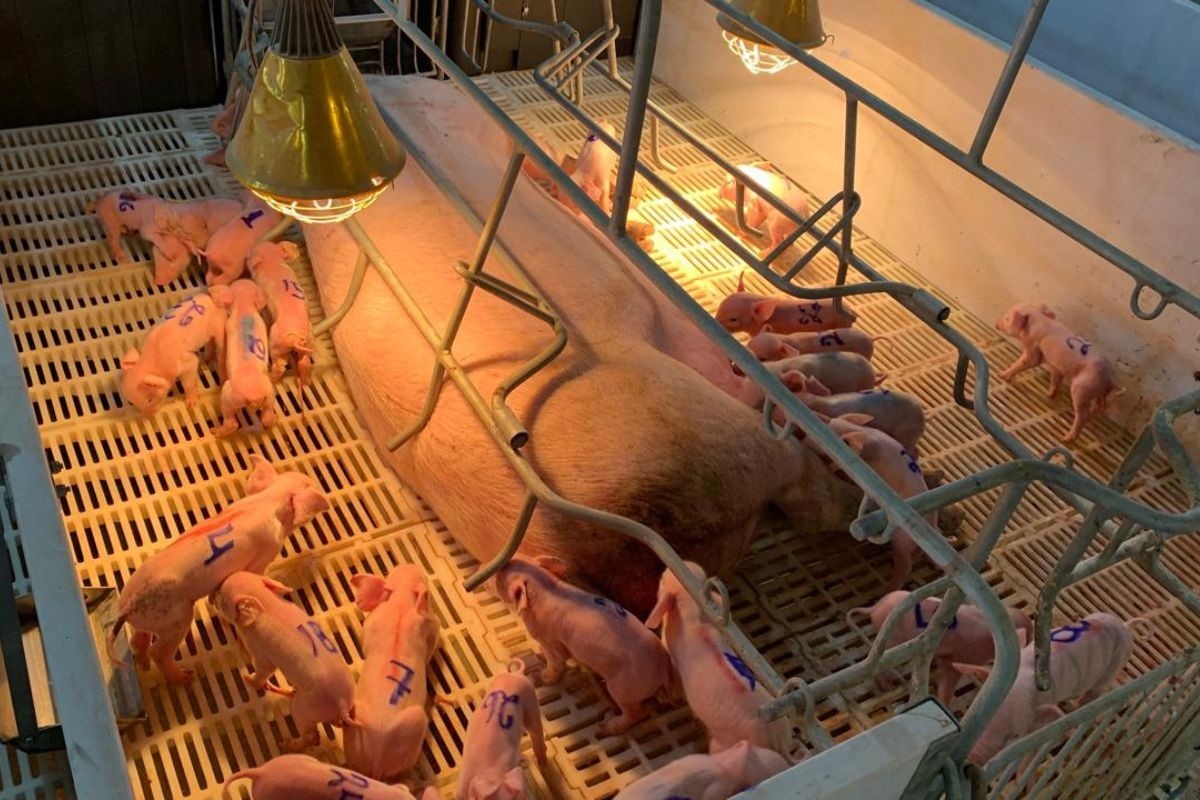 Produtividade Recorde em Granja de MS Redefine Limites e Projeta o Futuro da Suinocultura Regional