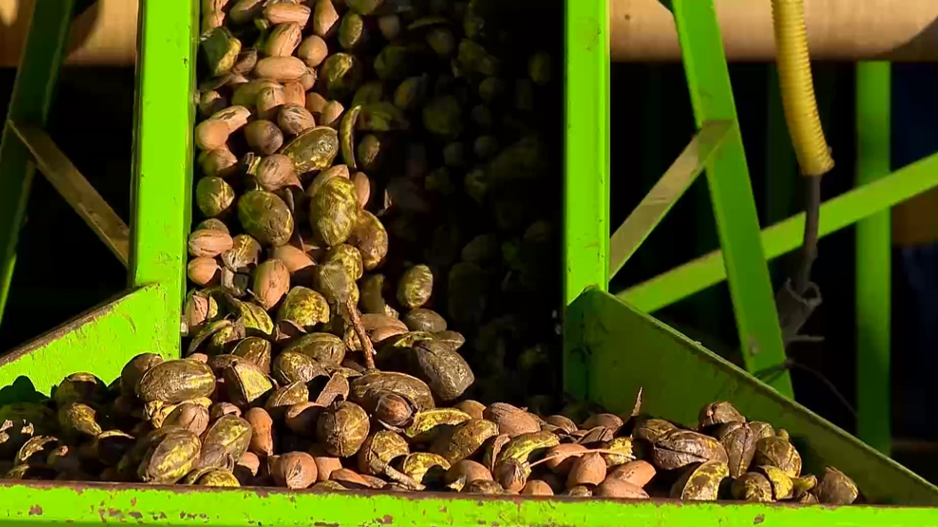 Safra Recorde de Noz-Pecã no RS: Um Novo Cenário para o Agronegócio e o Consumidor Brasileiro