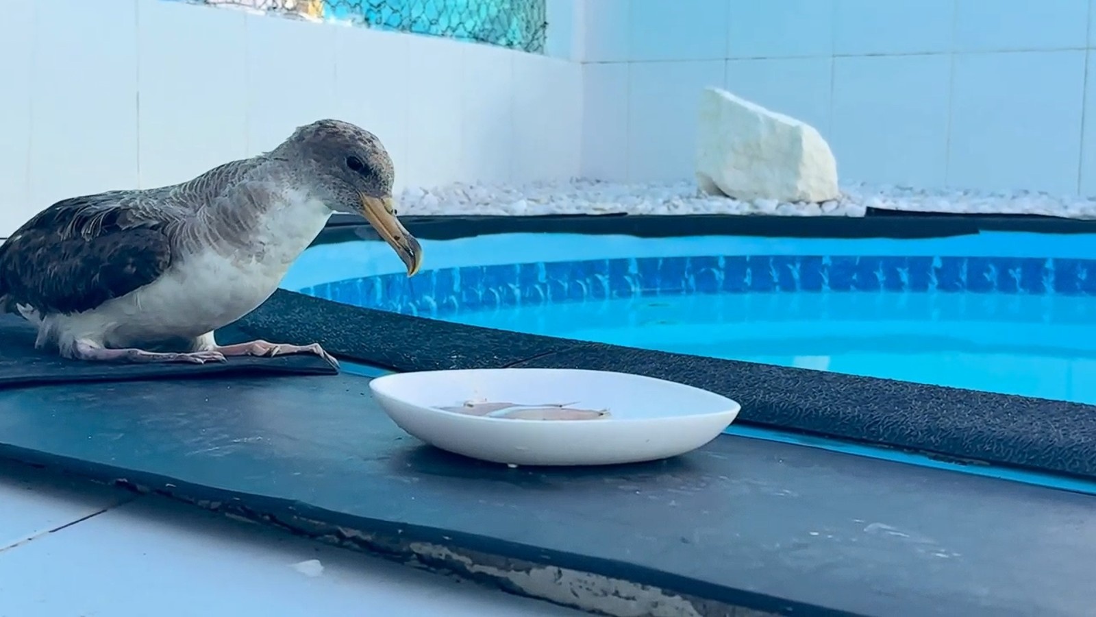 Sergipe Alerta: Encalhe Recorde de Aves Marinhas Indica Emergência Ambiental no Litoral