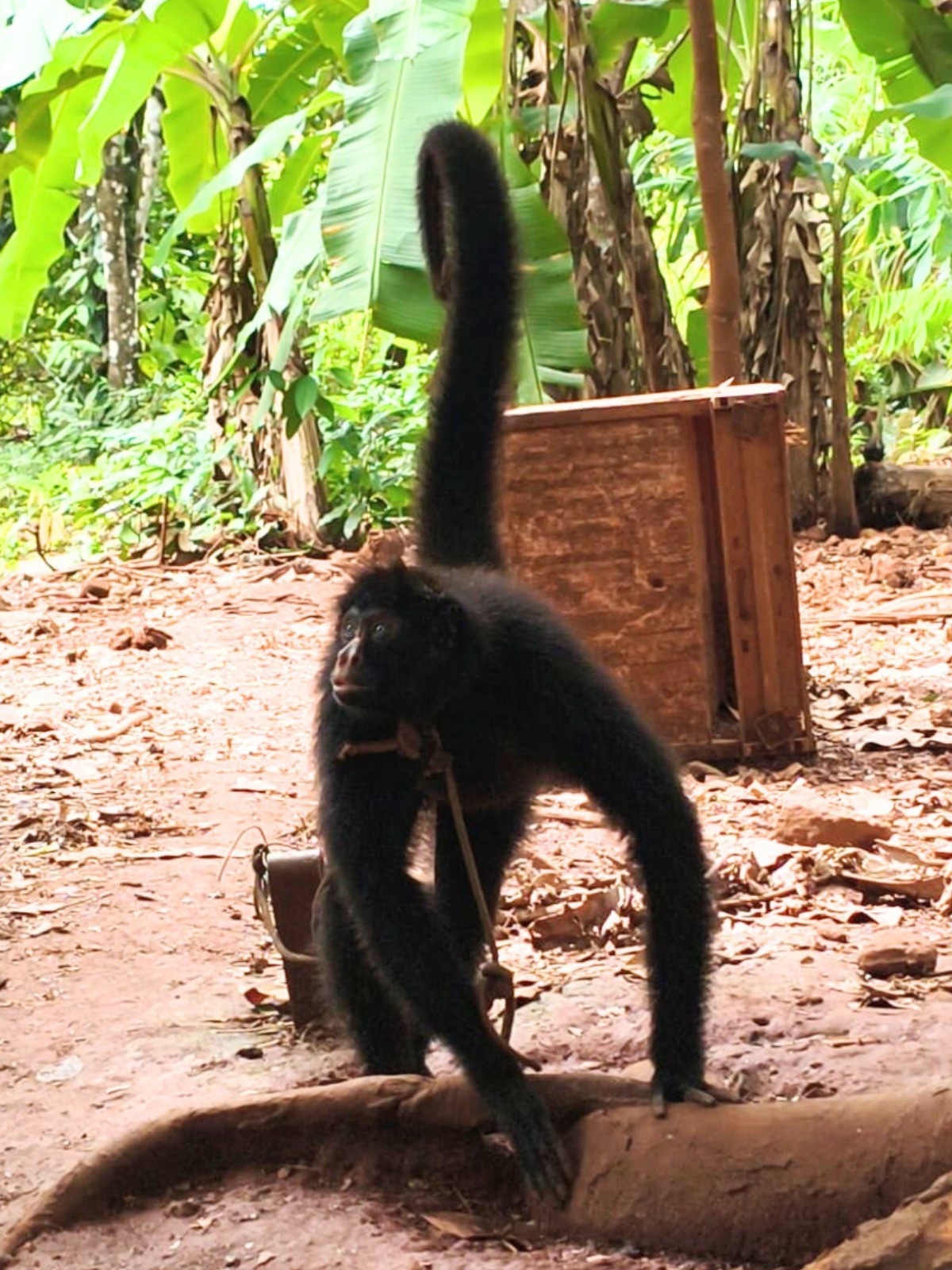 Resgate de Macaco-Aranha em Rondônia Ilumina Desafios da Fiscalização Ambiental Regional