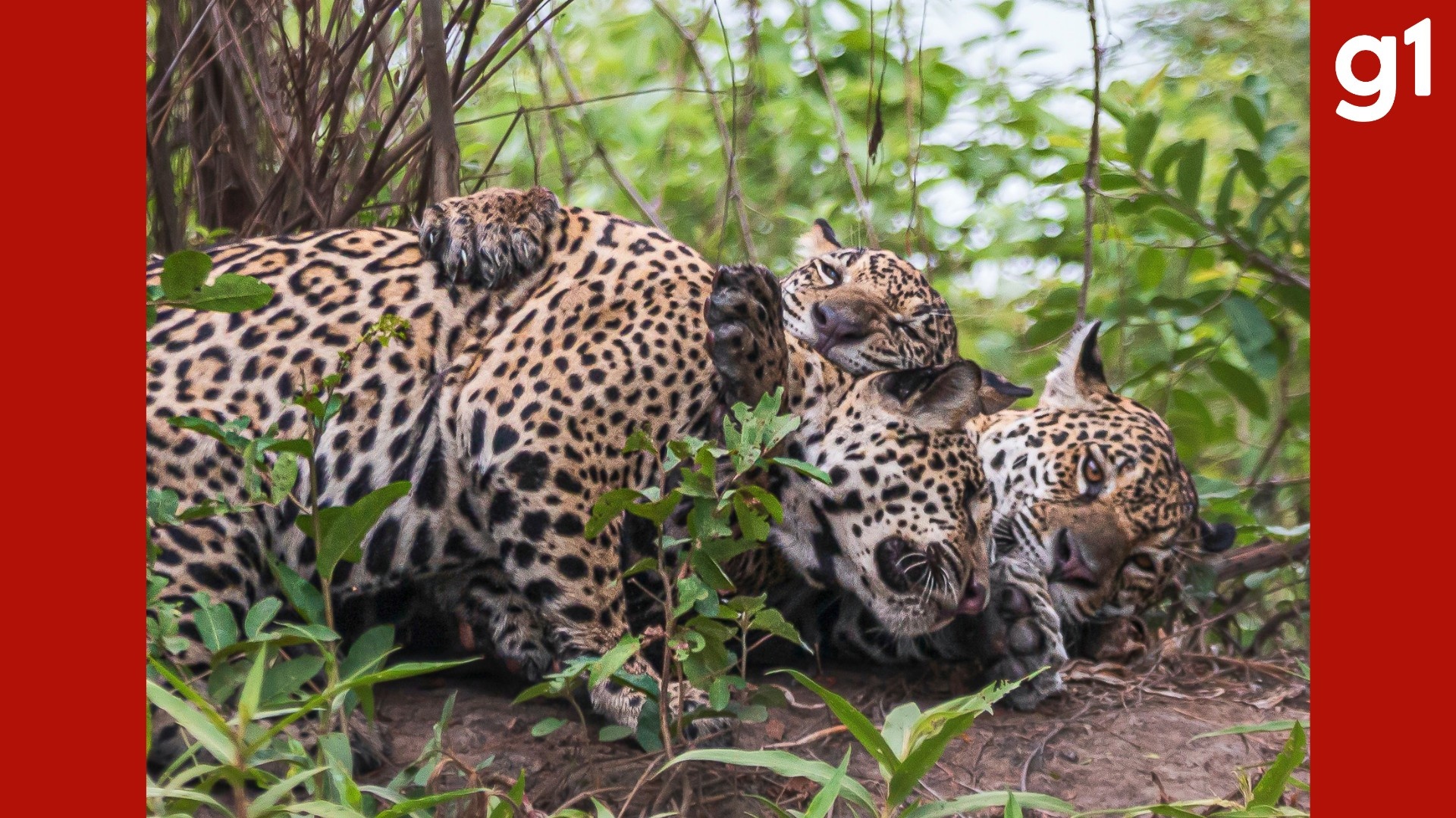 Onça-pintada Medrosa abraça filhotes no Pantanal de Mato Grosso