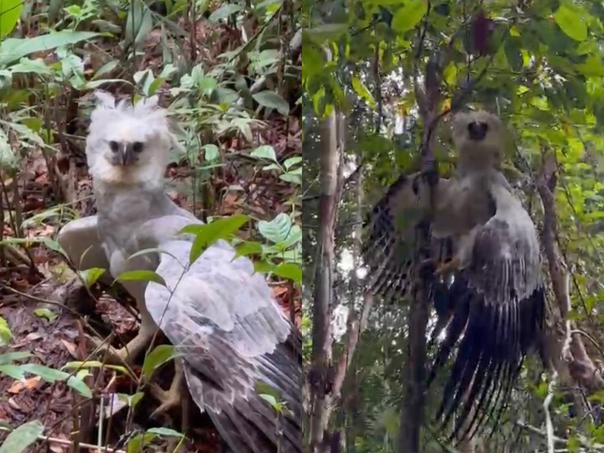 Harpia é flagrada em trilha em Rondônia, destacando importância da preservação ambiental