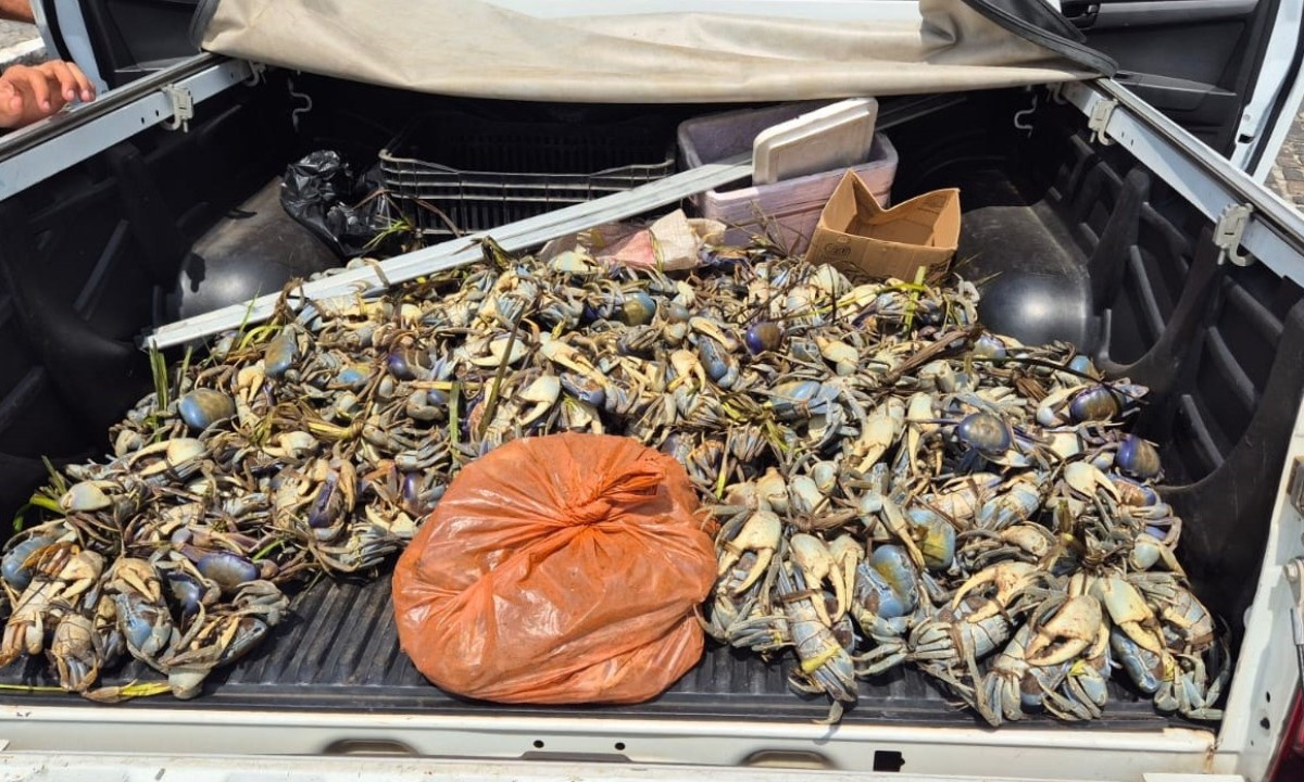 Defeso do Caranguejo na Bahia: Apreensões Maciças Revelam Desafio Sistêmico e Impacto na Economia Regional