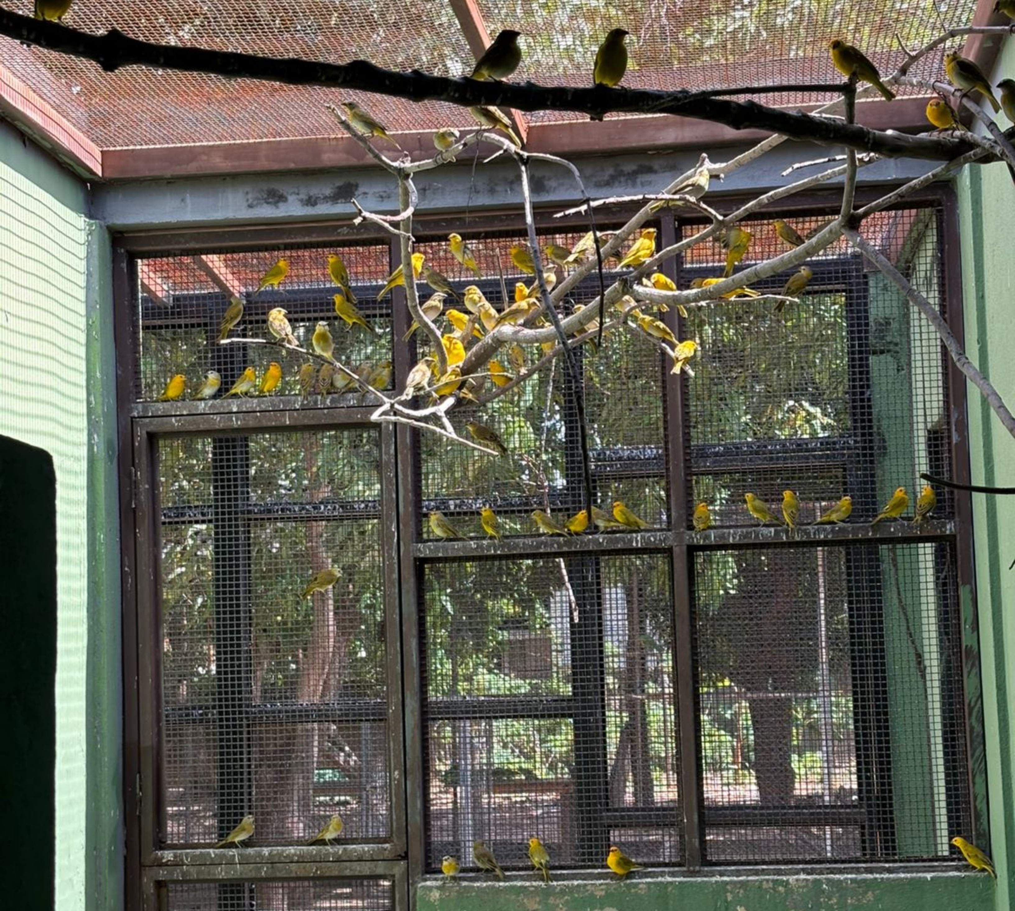 Roraima: Repatriação de Aves Traz à Tona Complexa Trama do Tráfico de Fauna e Seus Impactos Regionais