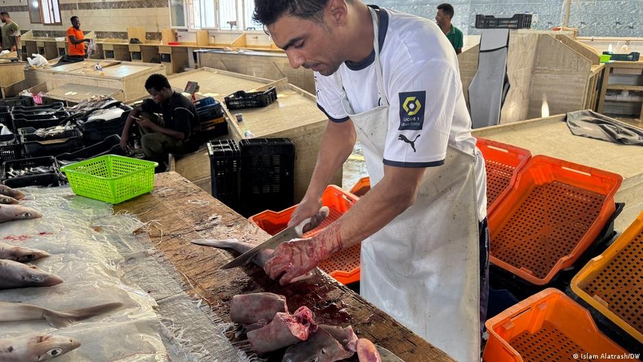 O Declínio Silencioso: Crise Líbia e a Ameaça aos Tubarões do Mediterrâneo