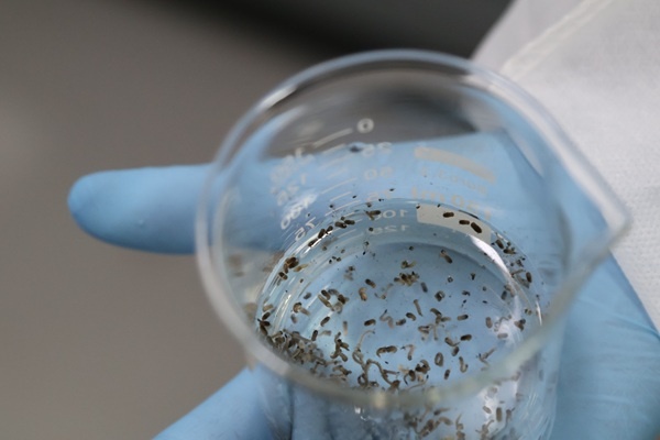 Método Wolbachia contra arboviroses começa a ser implantado no Ceará