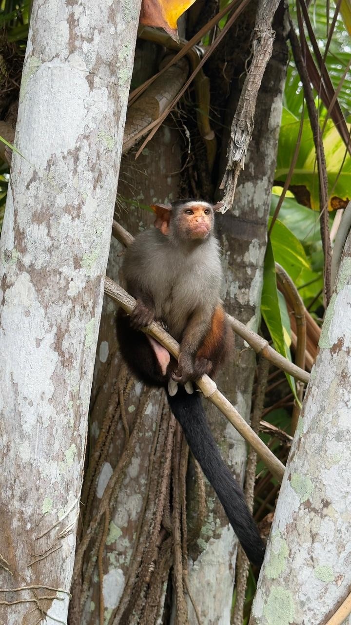 Mico Rondoni em Porto Velho: O Alerta Ecológico Por Trás da Visita Inesperada