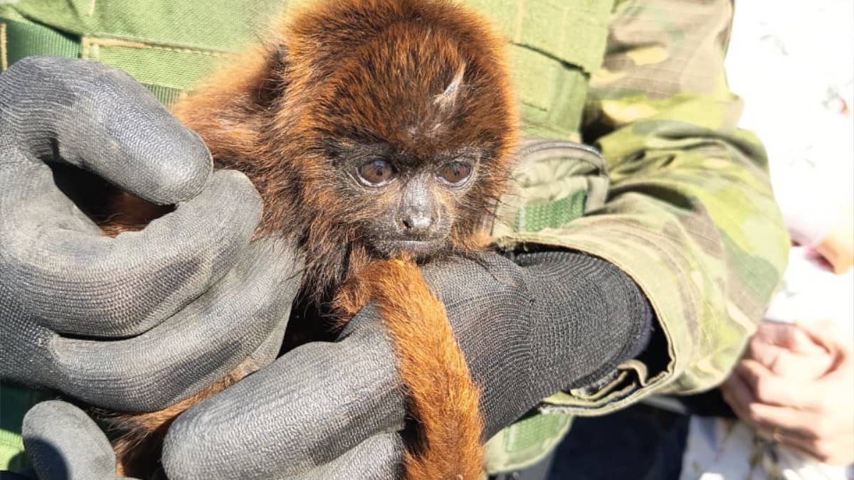 Resgate de Filhote de Bugio-Ruivo em General Câmara: Um Espelho da Saúde Ecológica e do Compromisso Comunitário no RS