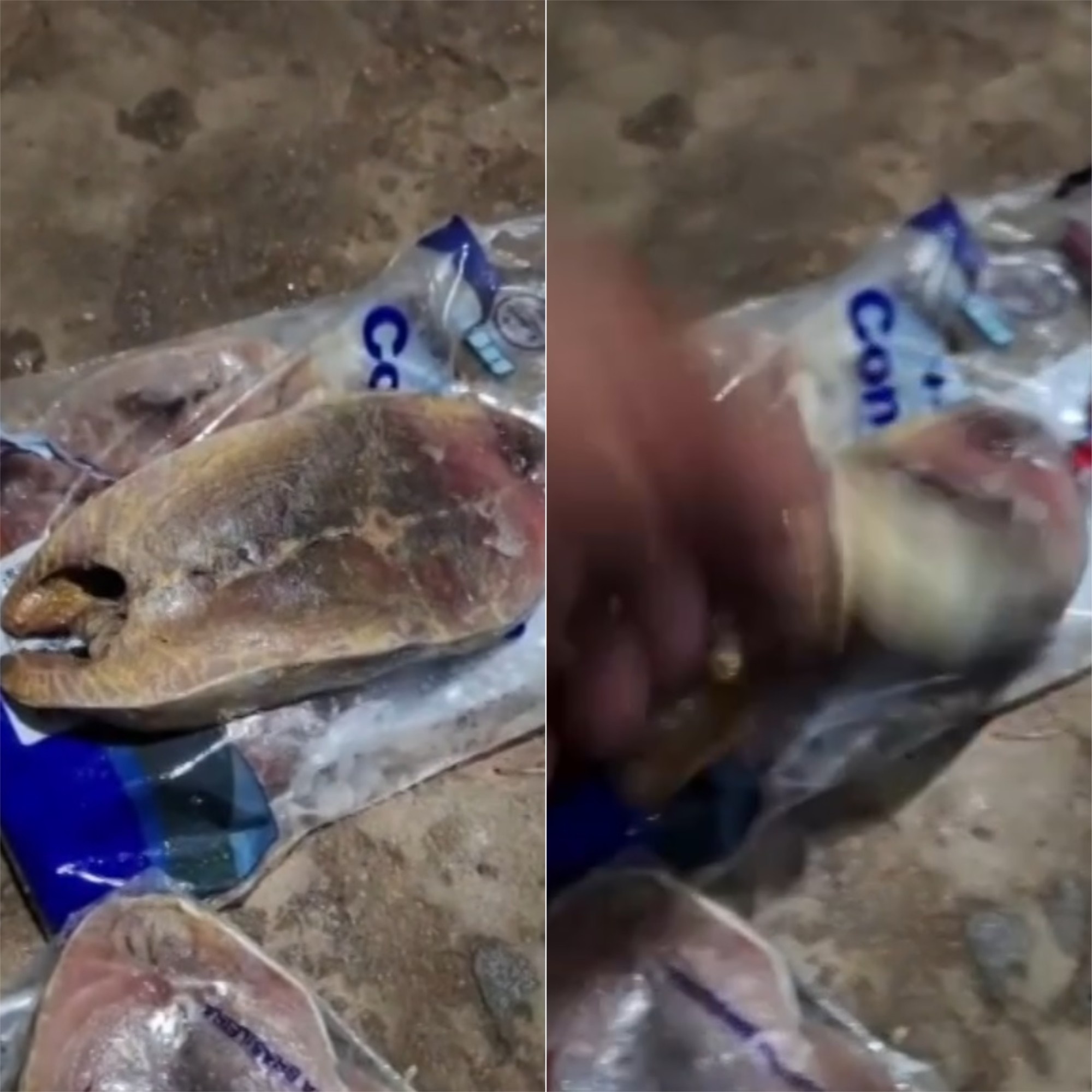 Intoxicação por Peixe em Angicos, RN: Um Alerta Crítico para a Segurança Alimentar Pública