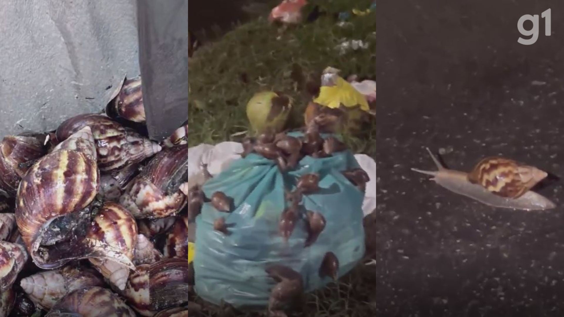 São Luís: Ameaça Silenciosa dos Caramujos Africanos na Cohab Revela Falhas na Gestão Urbana e Saúde Pública