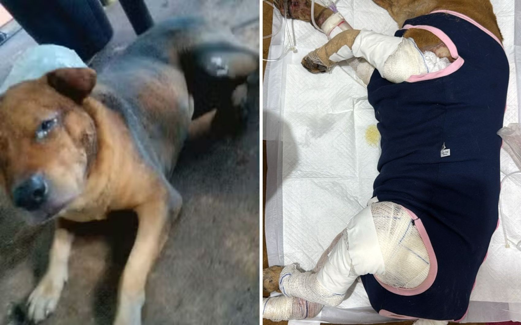 Crueldade Animal e a Lógica do Excesso: O Caso Rolley e o Debate sobre Segurança em Goiás