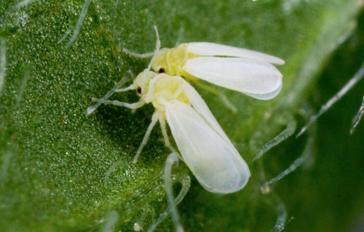 Infestação de Mosca-Branca em Roraima: O Alerta Silencioso para a Economia Agrícola Regional