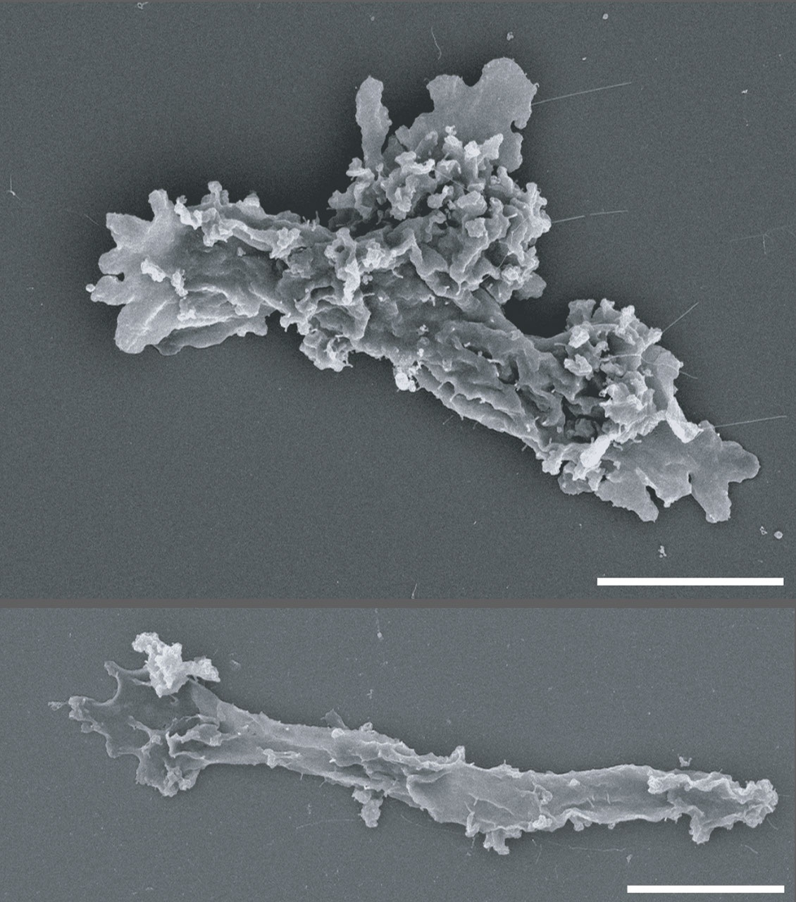Amoeba Mariana Dissemina Novas Fronteiras para Estudos de Extremófilos na Terra e no Espaço