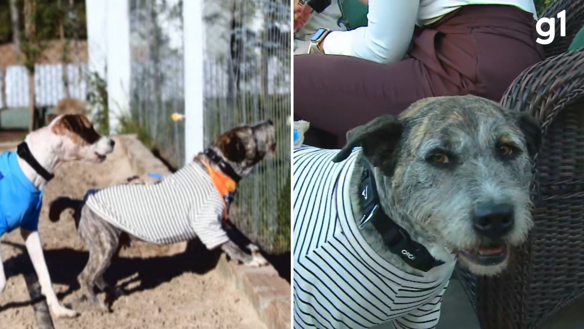 Maus-Tratos Animais: A Adoção de Spike Revela Desafios e Respostas Comunitárias no Rio Grande do Sul