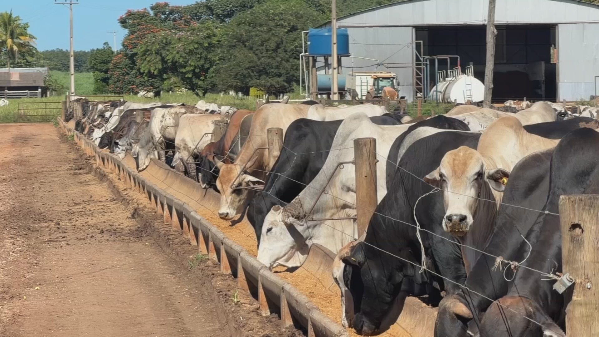 Escassez de Bezerros Redefine a Pecuária Brasileira e Pressiona Preços da Carne ao Consumidor