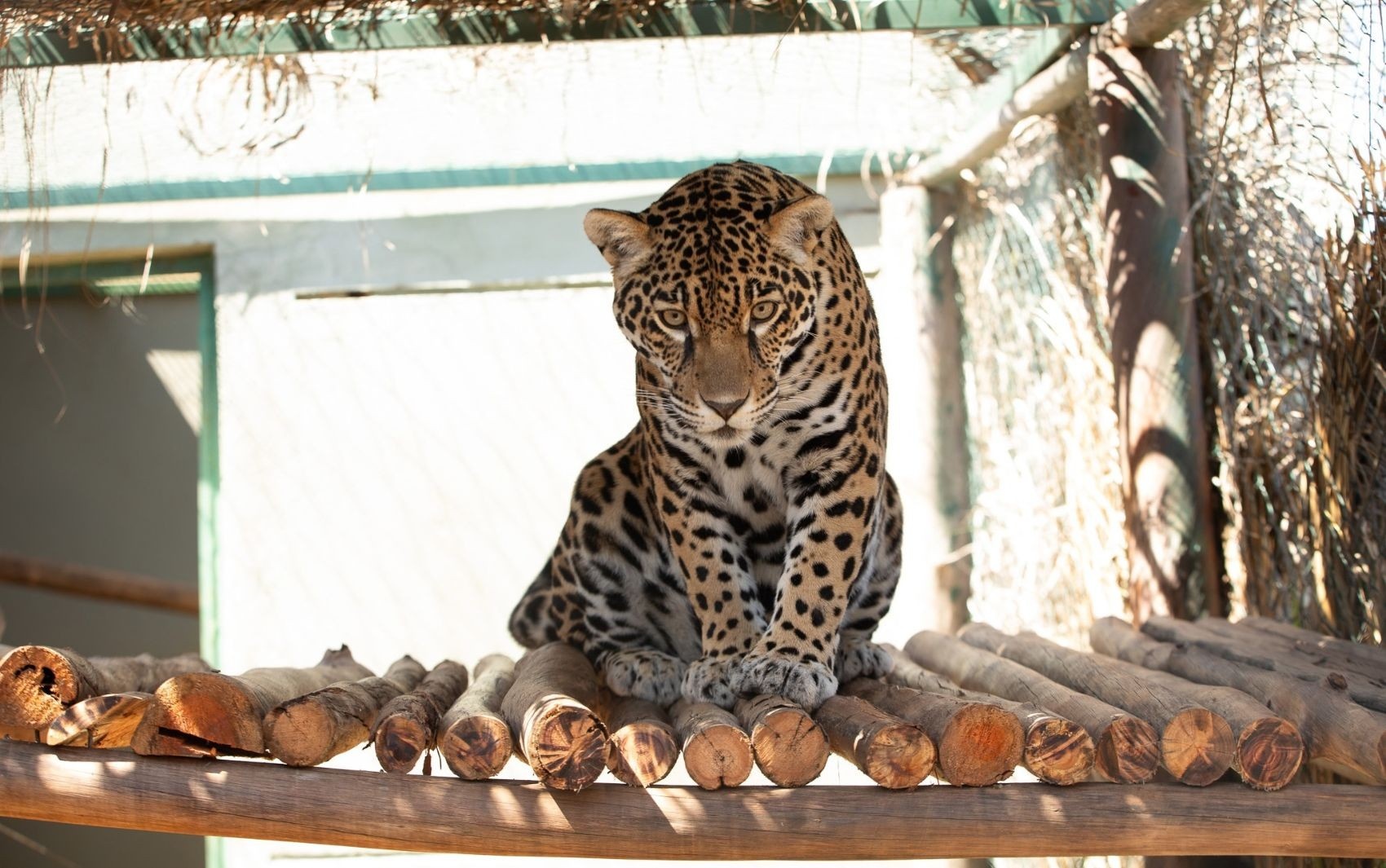 Reabilitação Inédita em Goiás Redefine o Futuro da Onça-Pintada Resgatada