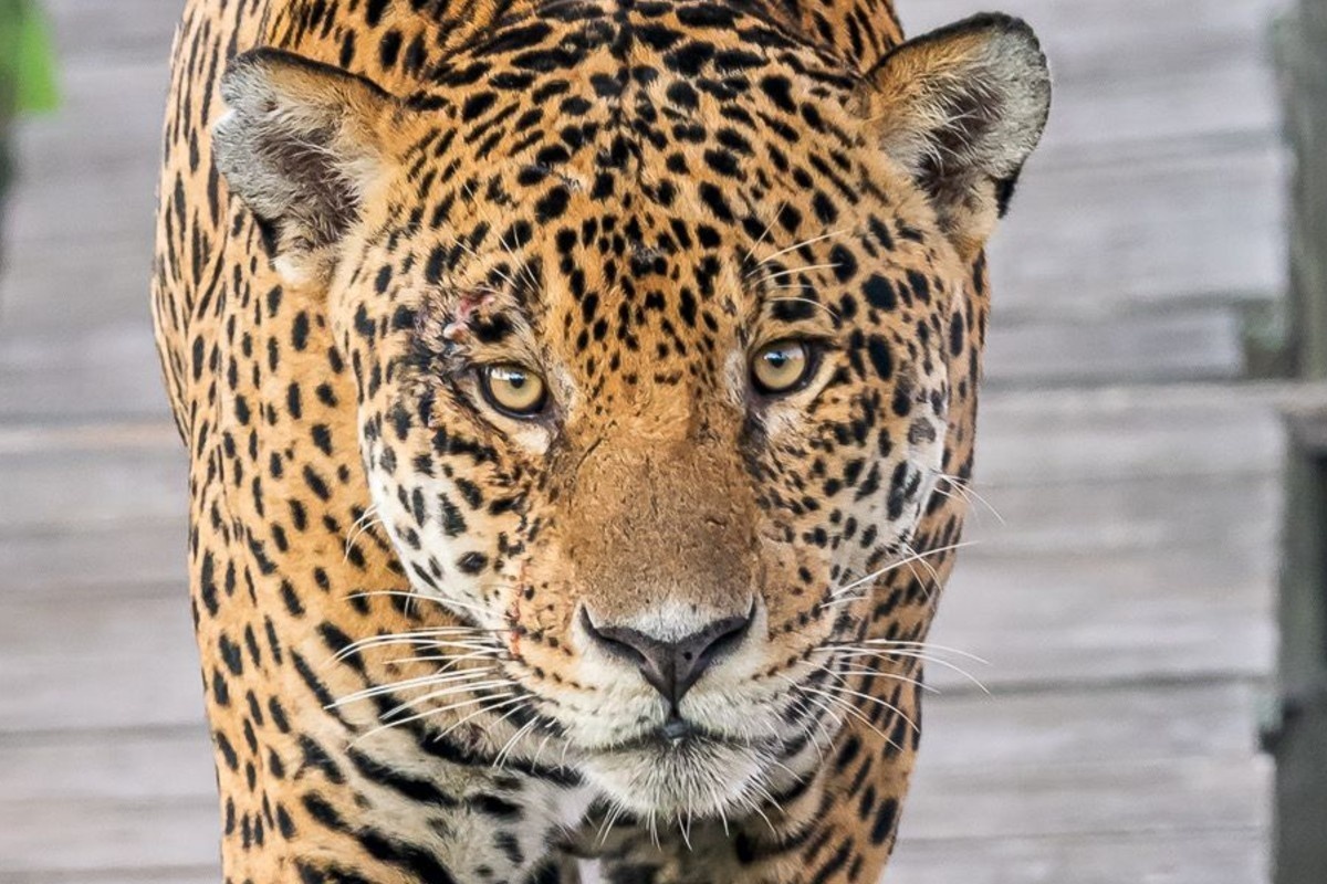 Onça-pintada, anta e queixada são consideradas extintas no RN; Idema lista mamíferos ameaçados