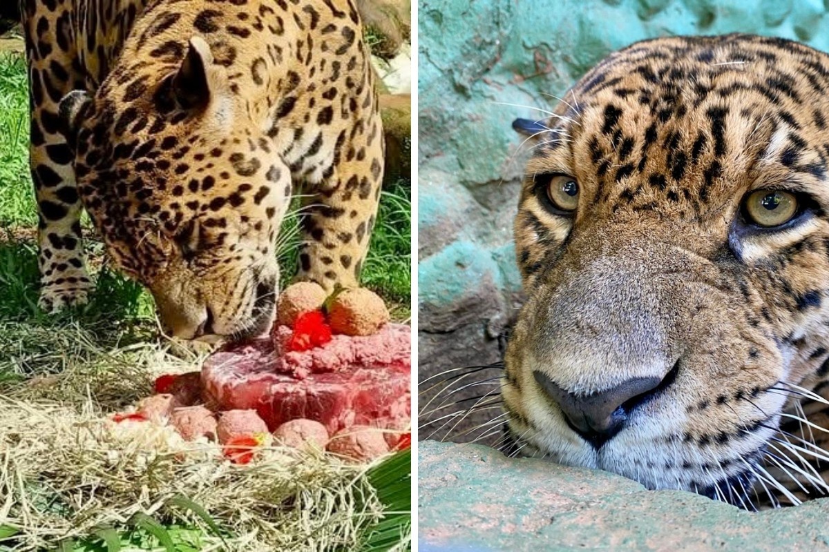 O Legado de Pantanal: Reflexões sobre a Longevidade de Felinos e o Papel dos Parques Ecológicos