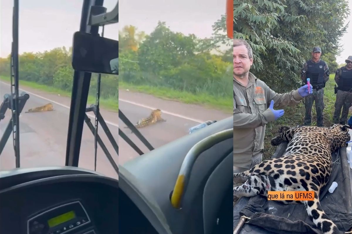 Tragédia Recorrente na BR-262: Morte de Onça-Pintada Expõe Atraso Crítico em Segurança Viária e Ambiental no Pantanal