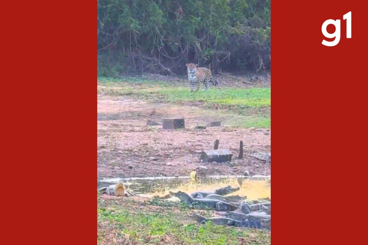 Onças-Pintadas surpreendem jacarés no Pantanal de mato grosso