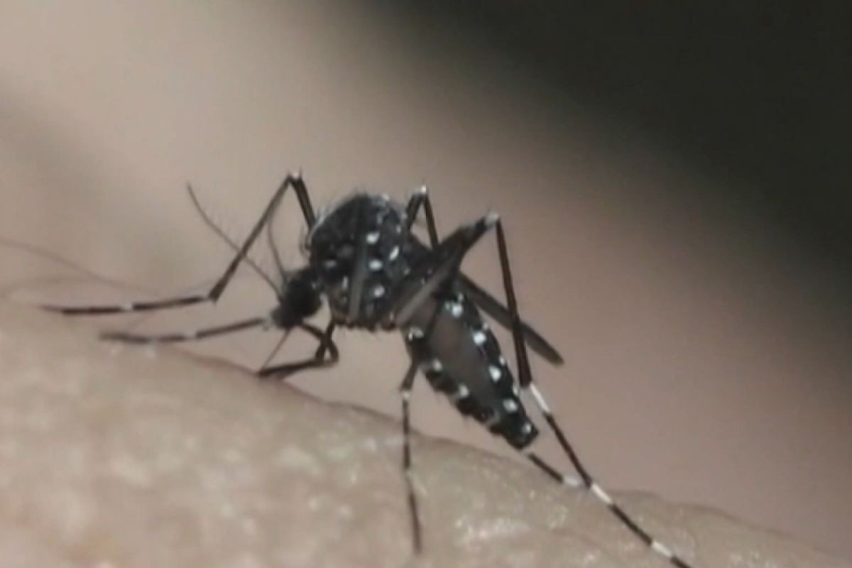 Paraíba em Alerta: Análise Aprofundada dos Mais de 2,3 Mil Casos de Dengue e Seus Impactos Regionais