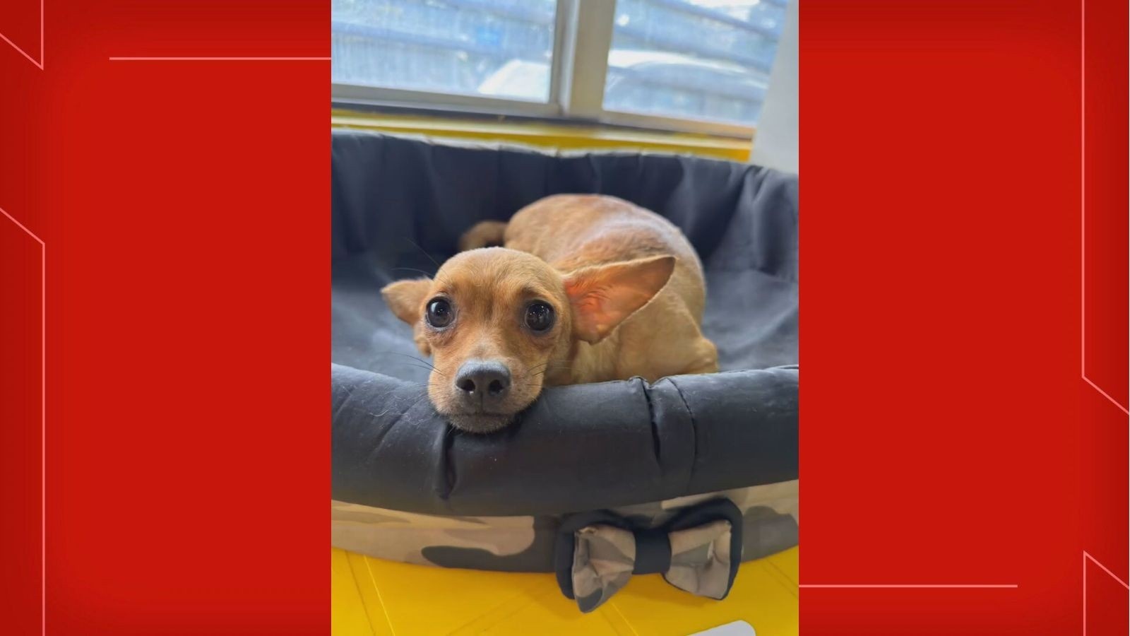 Maus-Tratos em Ceilândia: O Chamado Silencioso de Mais de Cem Vidas e o Desafio da Proteção Animal no DF