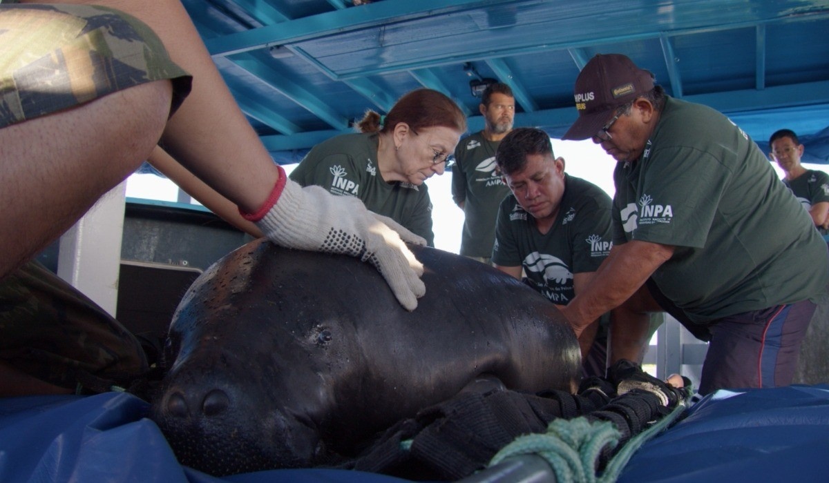 Peixes-Bois Reabilitados Retornam à Amazônia: Uma Década de Esforço e Impacto Regional