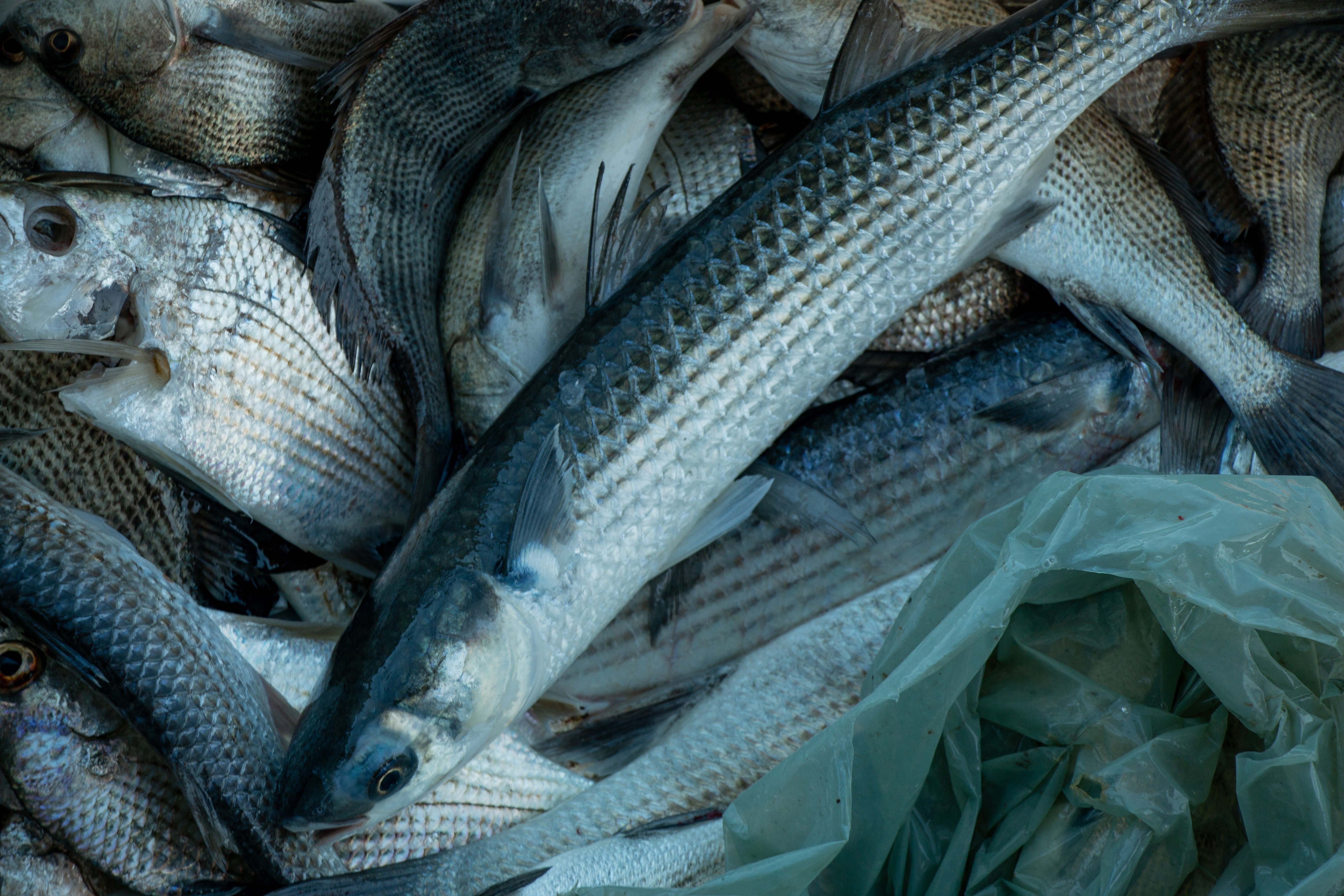 Rastreabilidade de Pescados: Impressão Digital Química da Embrapa Redefine o Valor no Mercado Global