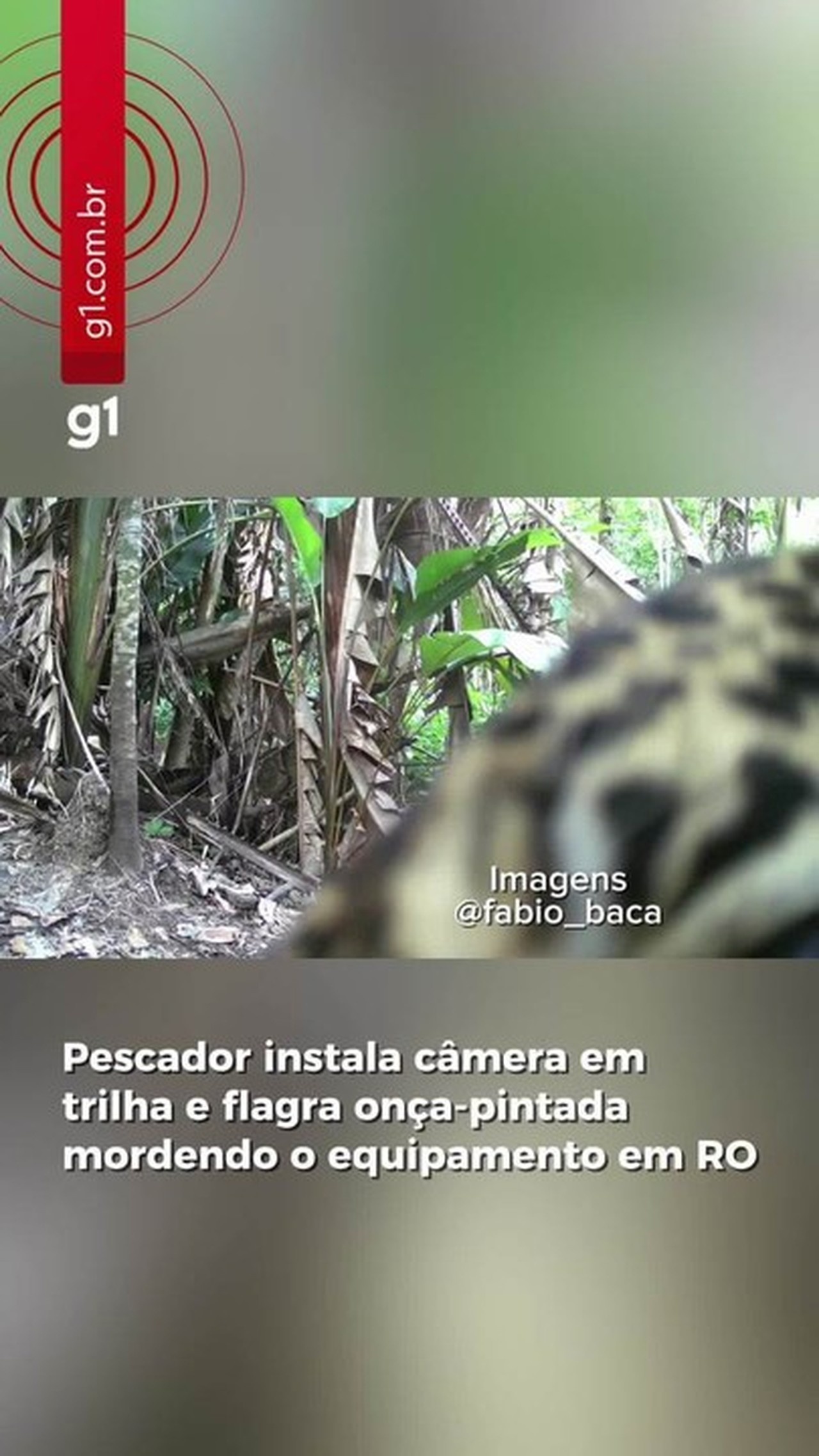 A Presença Invisível: Onça-Pintada em Jaci-Paraná Revela Desafios da Convivência em Rondônia