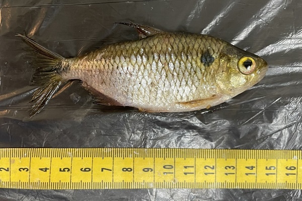Descoberta de Novas Espécies de Parasitos no Rio: Revelando a Saúde Oculta da Mata Atlântica Urbana
