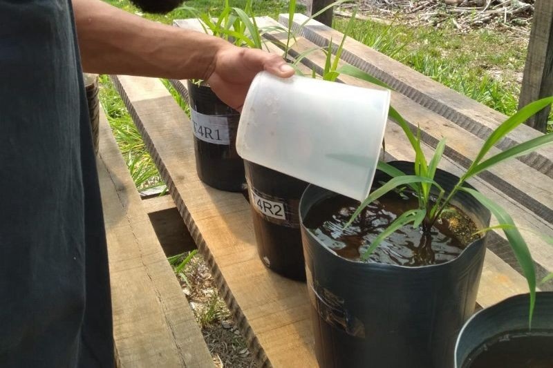 Rondônia Explora Pó de Rocha como Fertilzante: Um Caminho para a Sustentabilidade Agrícola Regional