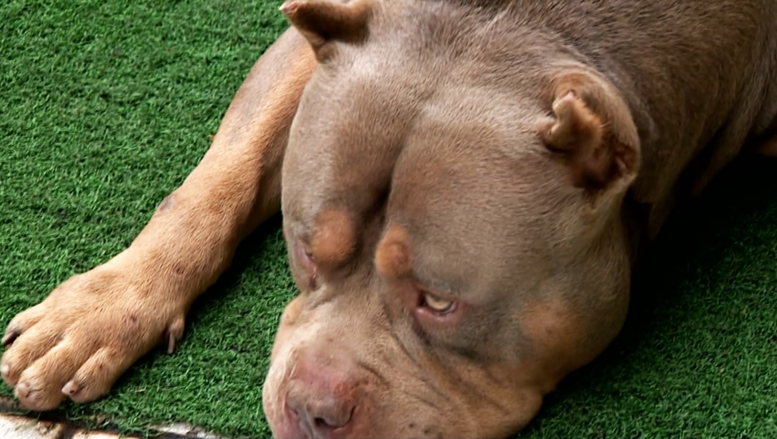 Tragédia em Bacabal: Adoção de Animais Adultos e o Desafio da Segurança Domiciliar no Maranhão