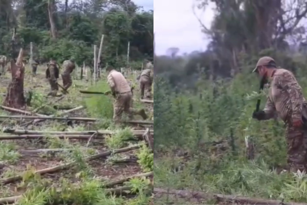 Megaoperação Antidrogas No Paraguai Interrompe Fluxo de 435 Toneladas de Maconha Para o Brasil