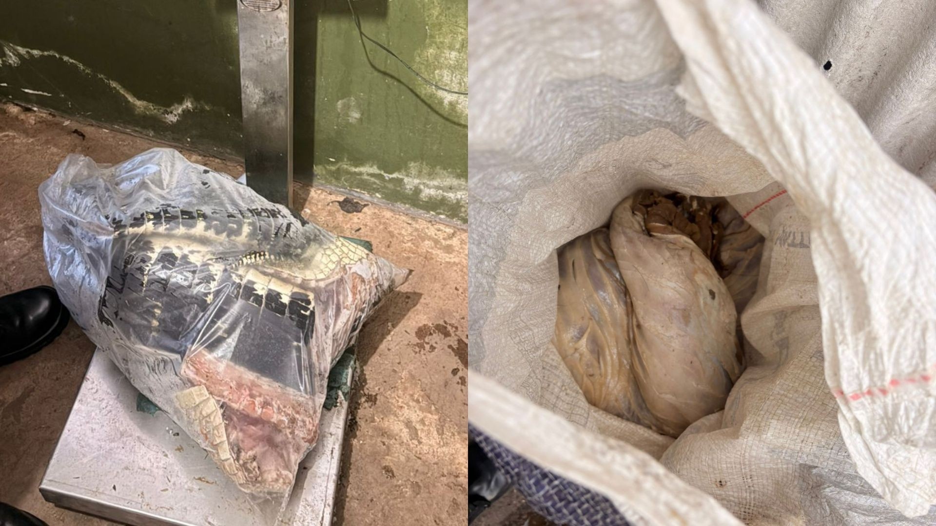 Apreensão de Carne Silvestre em Macapá Revela Riscos à Saúde Pública e ao Meio Ambiente Regional