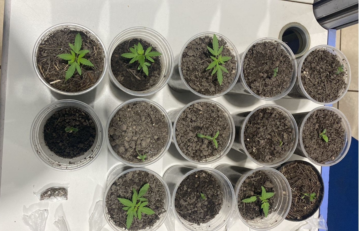 Cultivo Ilícito em Porto Velho: A Complexa Infiltração do Narcotráfico em Zonas Residenciais