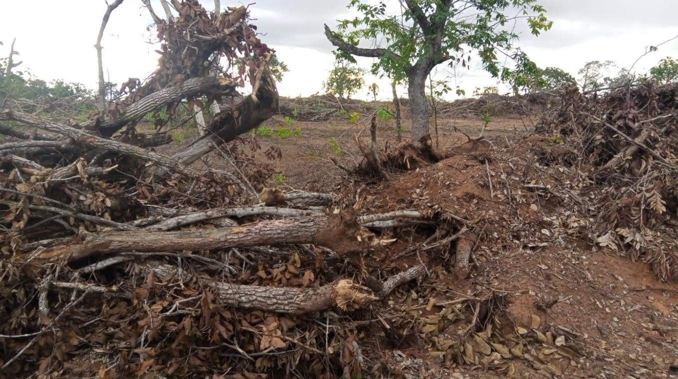 Desmatamento Ilegal no Cerrado de MT: Por Que o Flagrante em Cuiabá Sinaliza um Desafio Maior para a Região