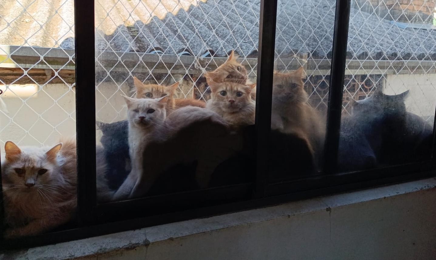 Crise de Proliferação Animal em Concórdia: O Alerta Sanitário e Social por Trás dos 400 Gatos