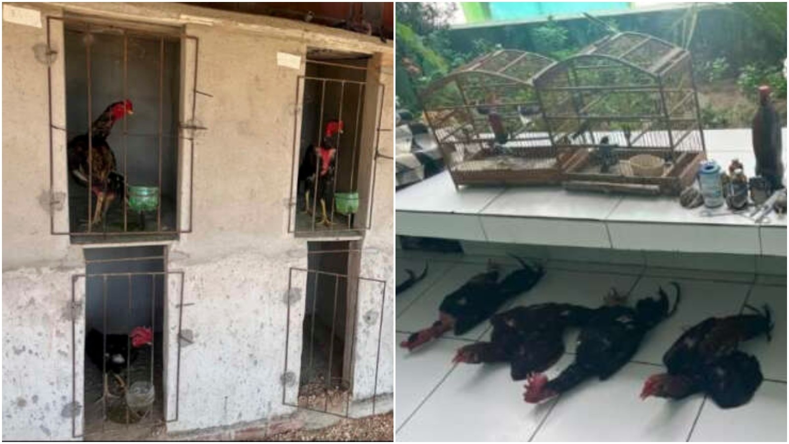 Polícia resgata aves silvestres de cativeiro irregular e galos em situação de maus-tratos no interior do Ceará