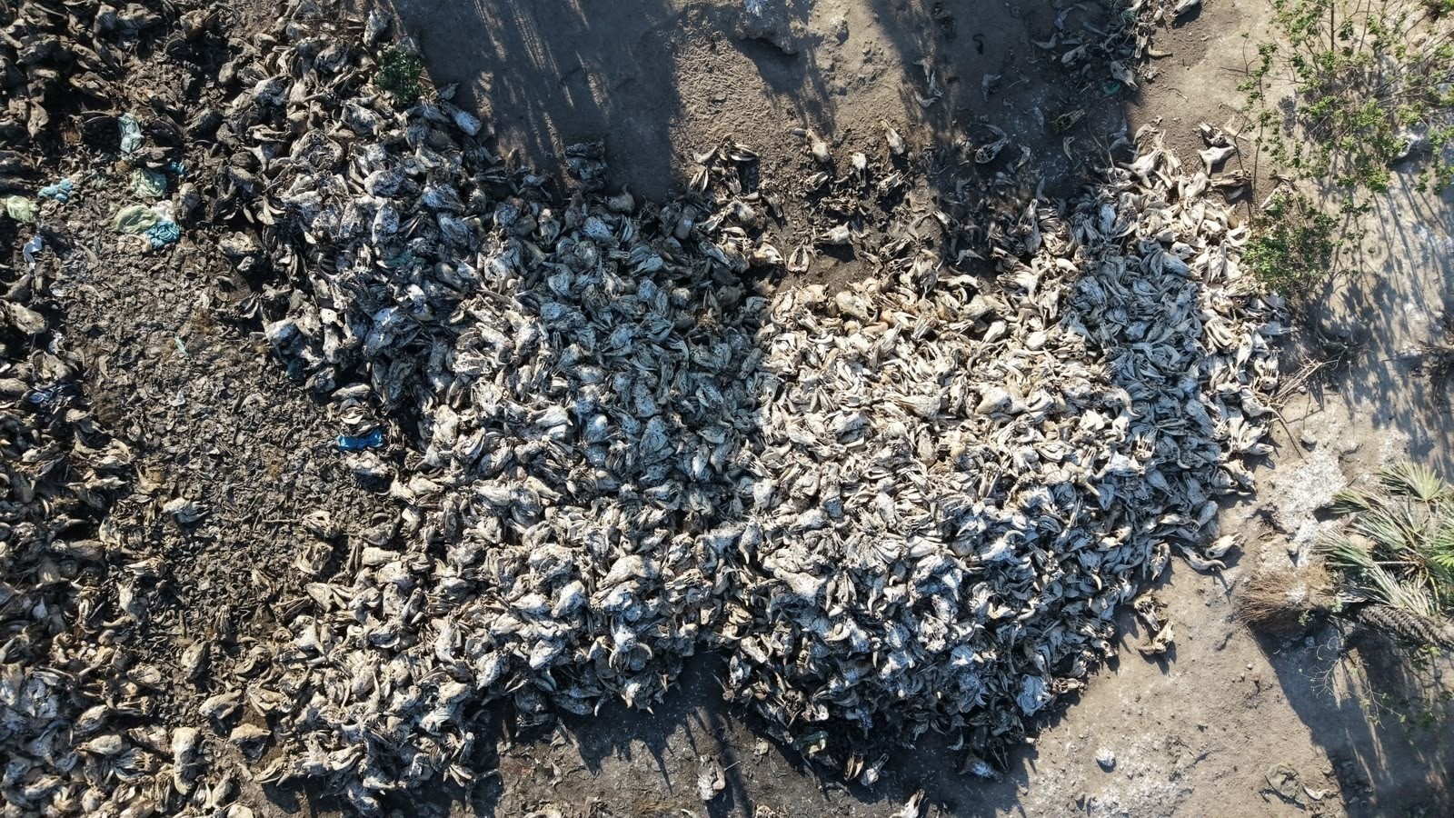 Descarte Ilegal em Caucaia: A Trama Oculta por Trás da Ameaça Ambiental e de Saúde Pública
