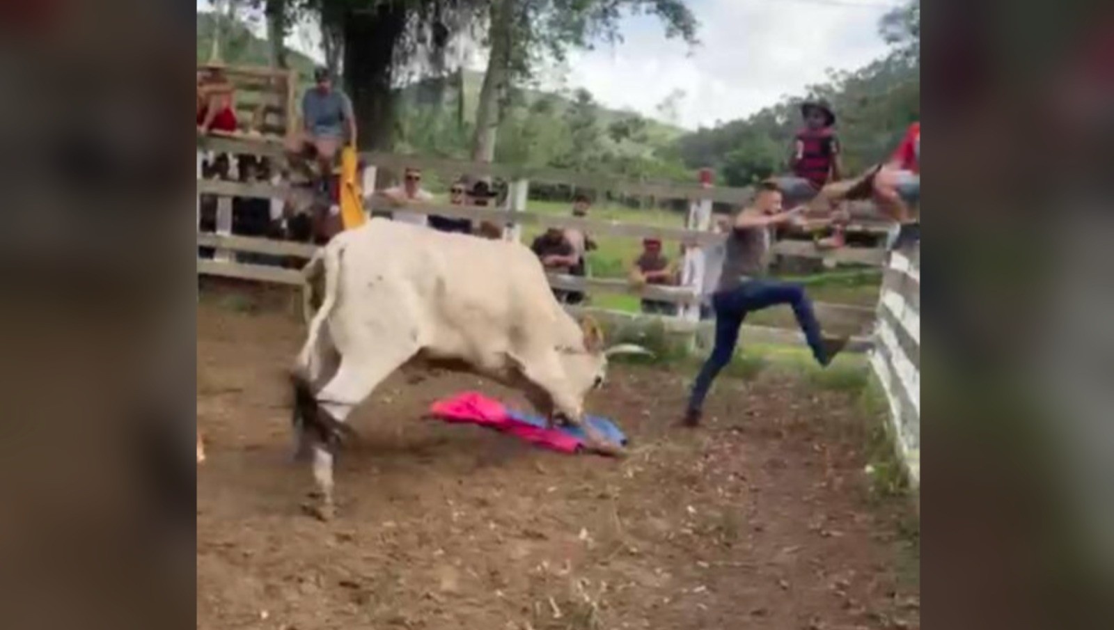 Farra do Boi: 40 Indiciados em SC Sinalizam Ruptura com a Impunidade de uma Tradição Polêmica