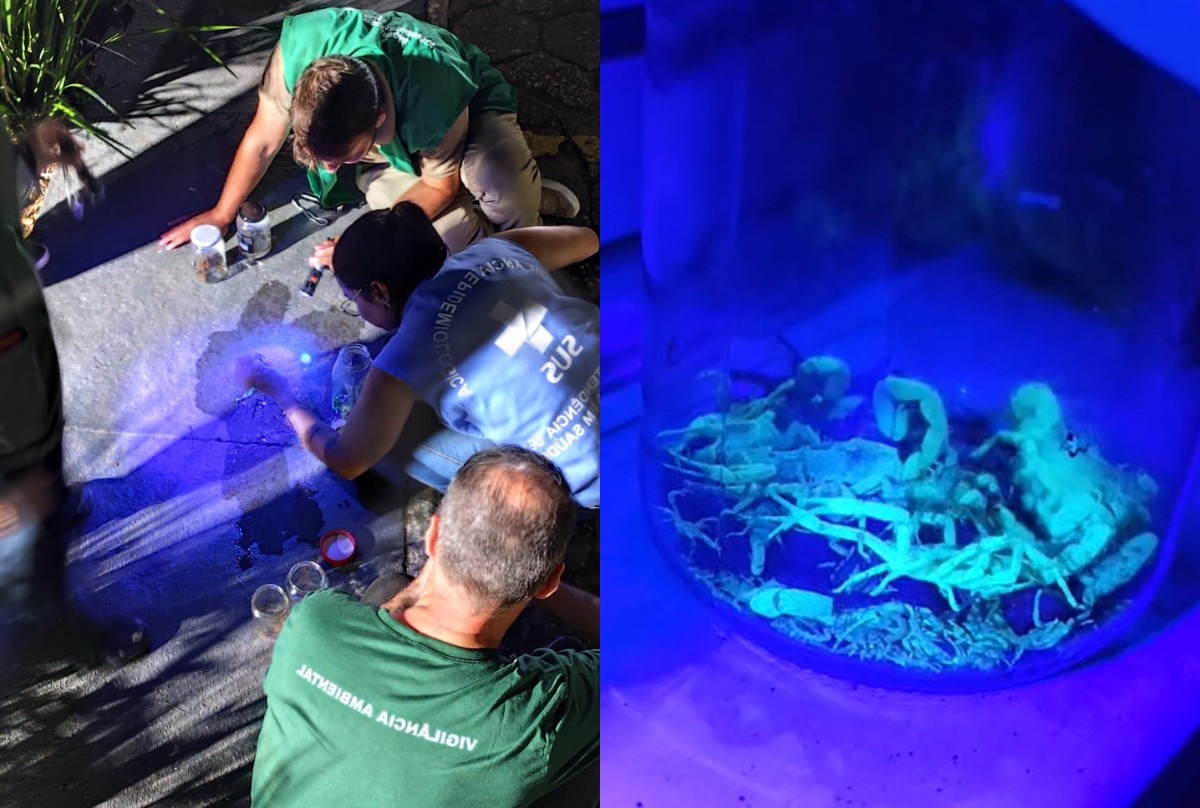 Escalada da Infestação de Escorpiões em Condomínio de SC Alerta para Desafios Urbanos em Saúde Pública